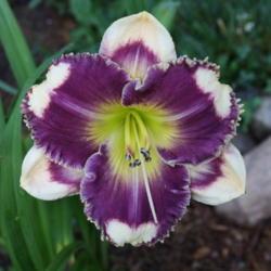 Location: My Garden, Ontario, Canada
Date: 2018-07-25
A gorgeous evergreen daylily cultivar that has been very hardy in