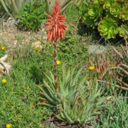 Location: Baja California
Date: 2017-02-02
Aloe x spinosissima