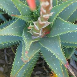 Location: Baja California
Date: 2017-02-02
Aloe x spinosissima - aloe mite infestation of inflorescence