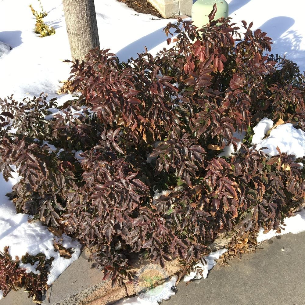 Photo of Oregon Grape (Mahonia aquifolium) uploaded by BlueOddish