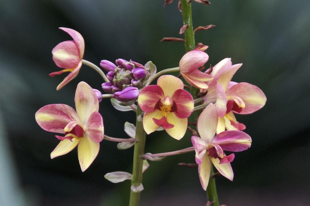 Photo of Philippine Ground Orchid (Spathoglottis plicata) uploaded by Fleur569