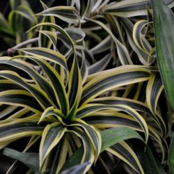 Location: Garfield Conservatory Chicago
Date: 2019-01-01
Draacaena reflexa 'Song of India' Asparagaceae