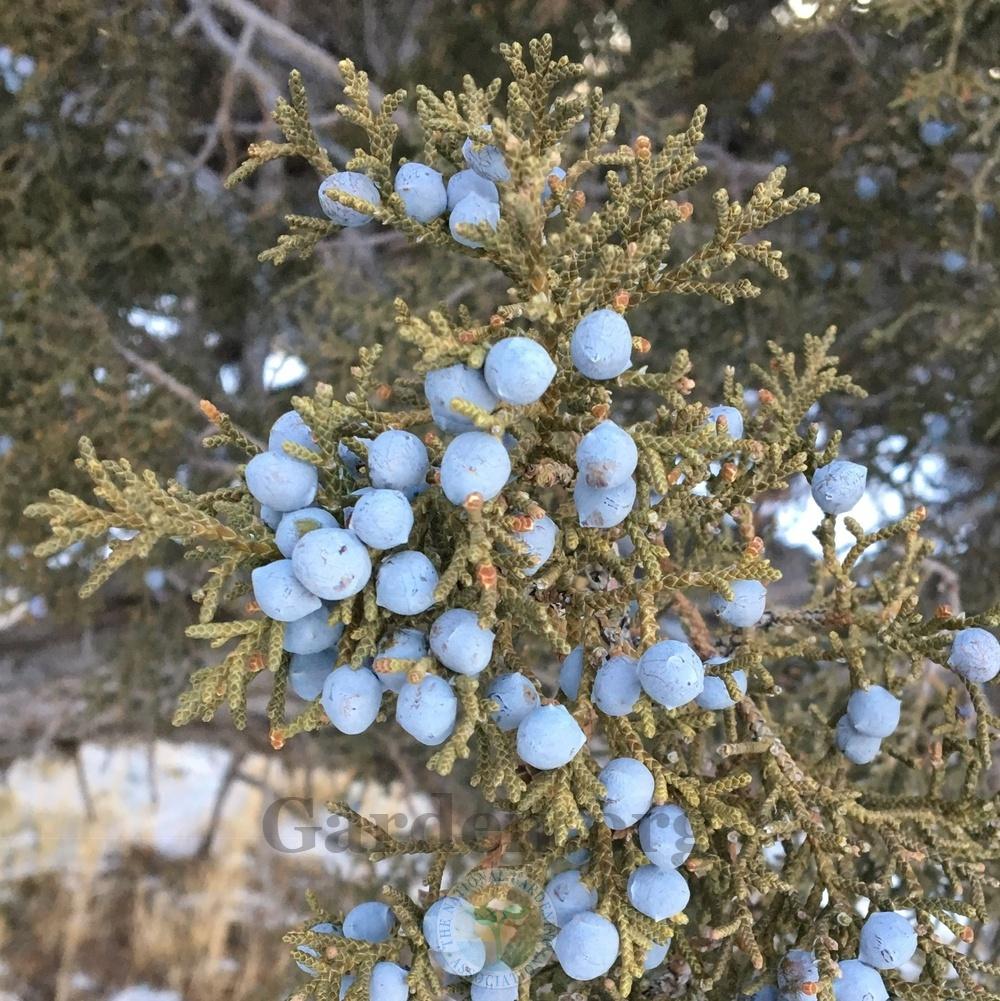Photo of Utah Juniper (Juniperus osteosperma) uploaded by BlueOddish