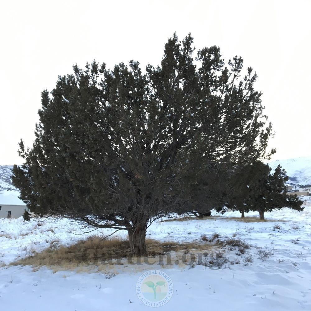 Photo of Utah Juniper (Juniperus osteosperma) uploaded by BlueOddish