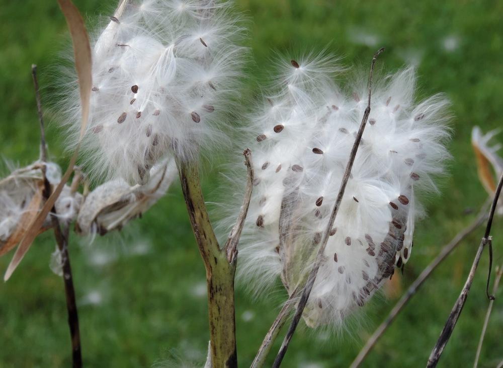 Photo of Common Milkweed (Asclepias syriaca) uploaded by LCL