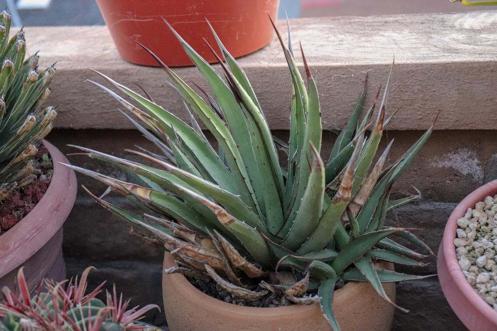 Photo of Lechuguilla (Agave lecheguilla) uploaded by Baja_Costero
