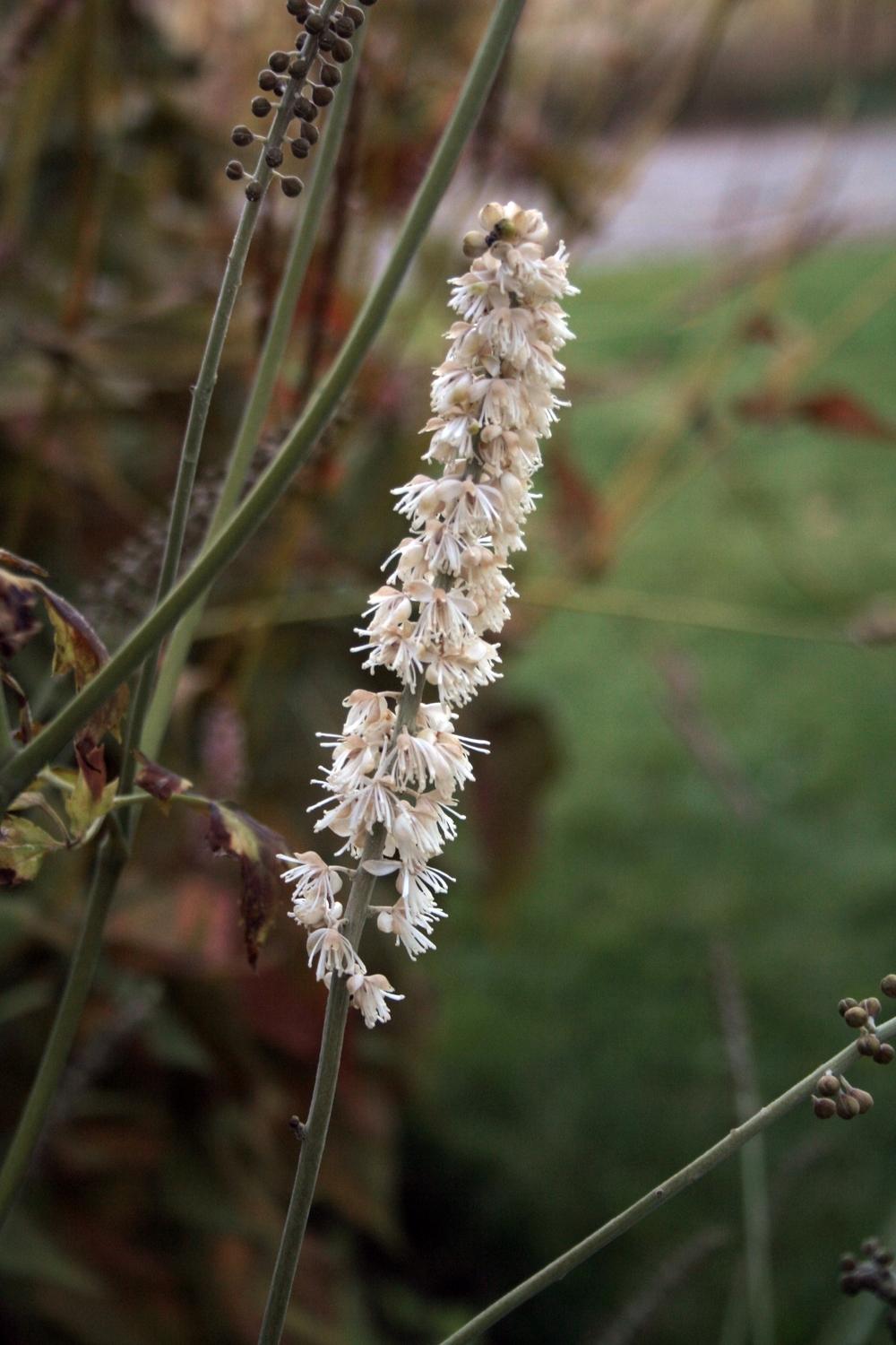 Photo of Bugbane (Actaea racemosa 'Atropurpurea') uploaded by lauribob