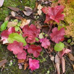 Location: Nora's Garden - Castlegar, B.C.
Date: 2016-10-06
- The rich Autumn colour still has good foliage contrast with oth