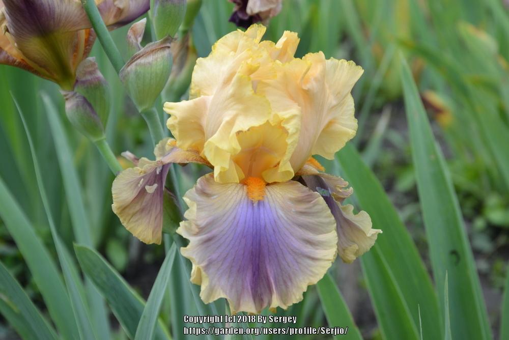 Photo of Tall Bearded Iris (Iris 'Chinook Arch') uploaded by Serjio