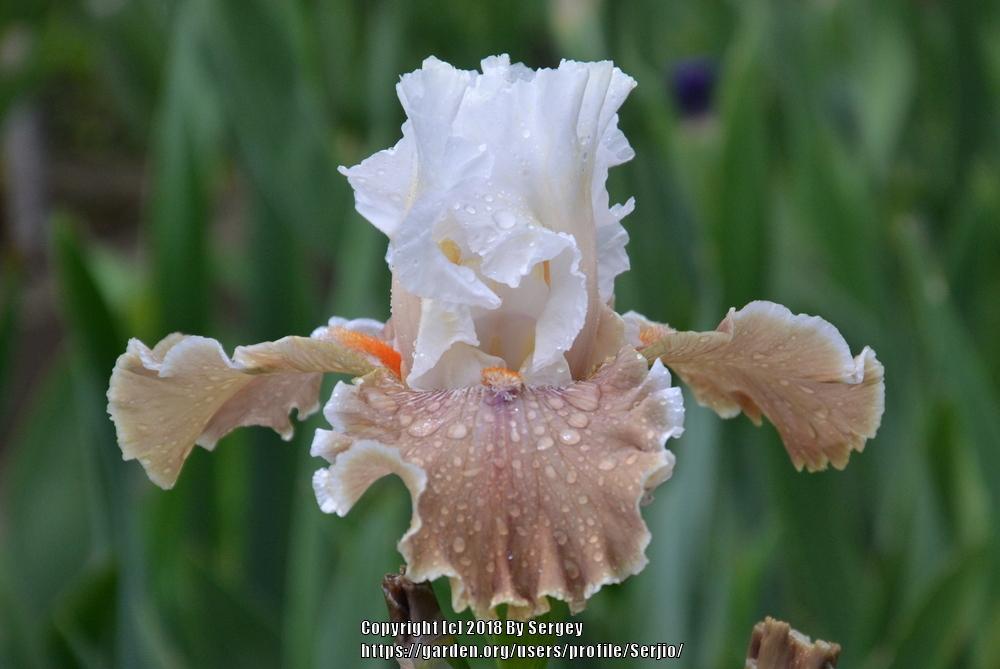 Photo of Tall Bearded Iris (Iris 'Coffee Whispers') uploaded by Serjio