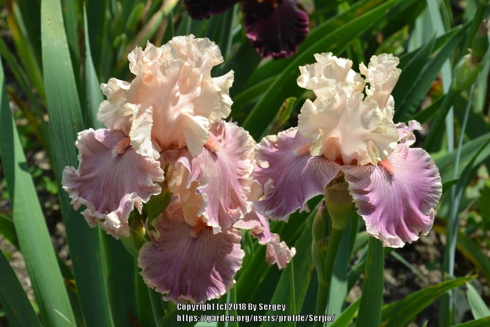 Photo of Tall Bearded Iris (Iris 'Cross My Heart') uploaded by Serjio
