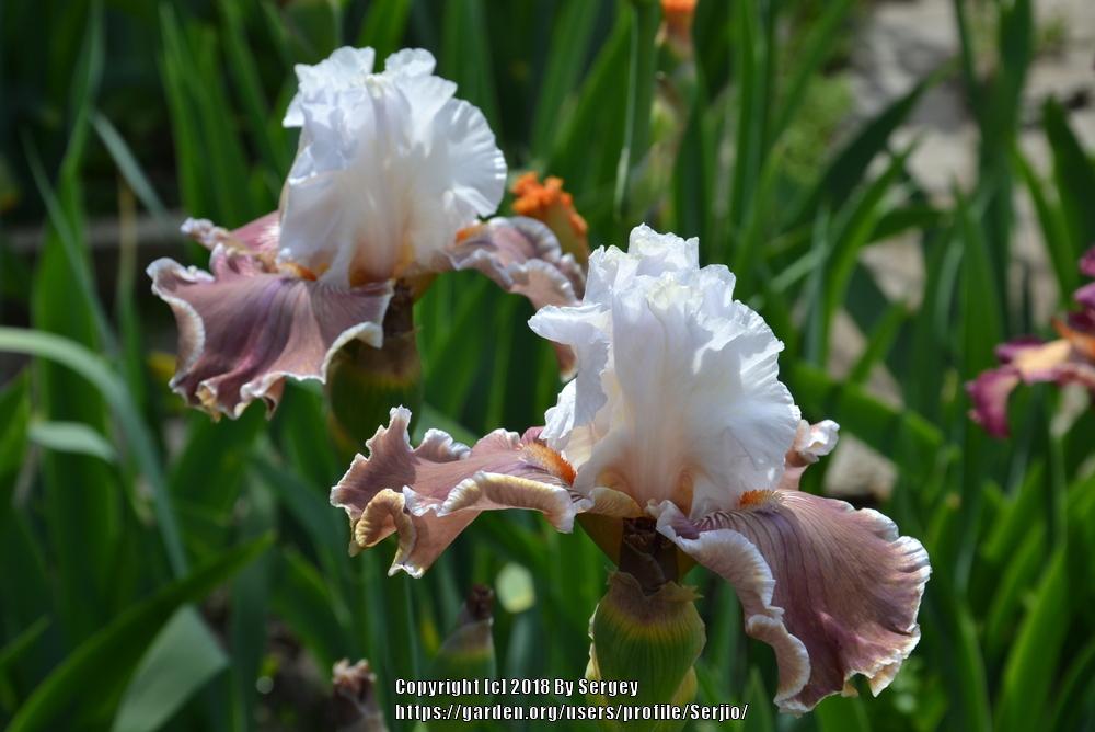 Photo of Tall Bearded Iris (Iris 'Coffee Whispers') uploaded by Serjio