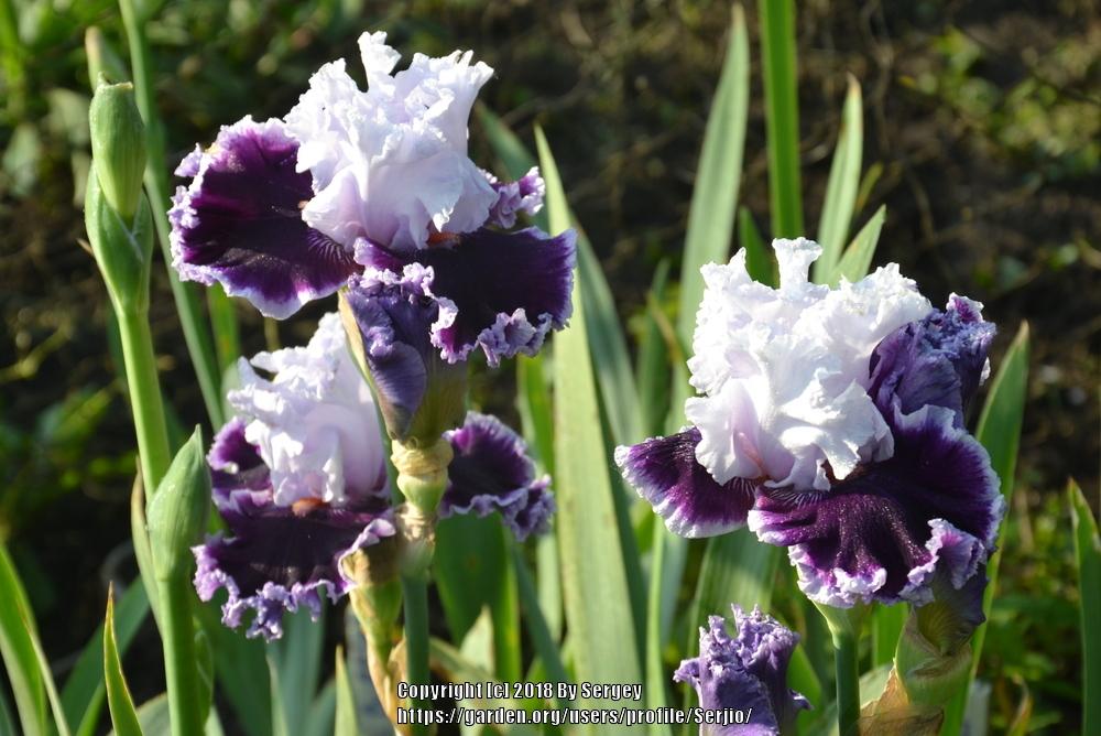 Photo of Tall Bearded Iris (Iris 'Daring Deception') uploaded by Serjio