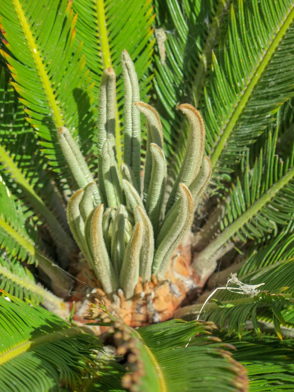Photo of Sago Palm (Cycas revoluta) uploaded by Baja_Costero