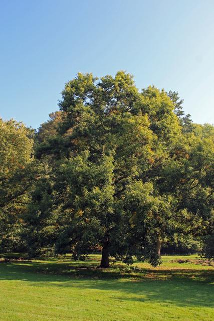 Photo of Sawtooth Oak (Quercus acutissima) uploaded by RuuddeBlock