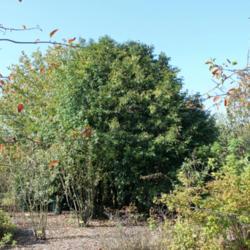 Location: Nationale Plantentuin Meise (Brussels)
Date: 2018-10-10