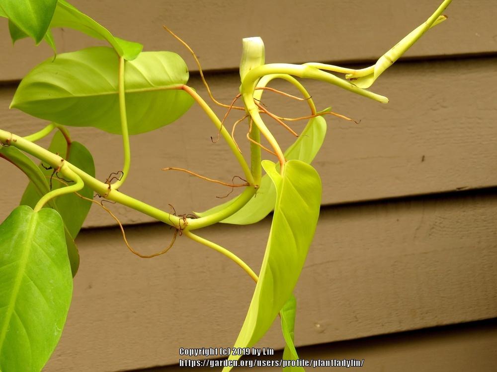 Photo of Philodendron 'Lemon Lime' uploaded by plantladylin