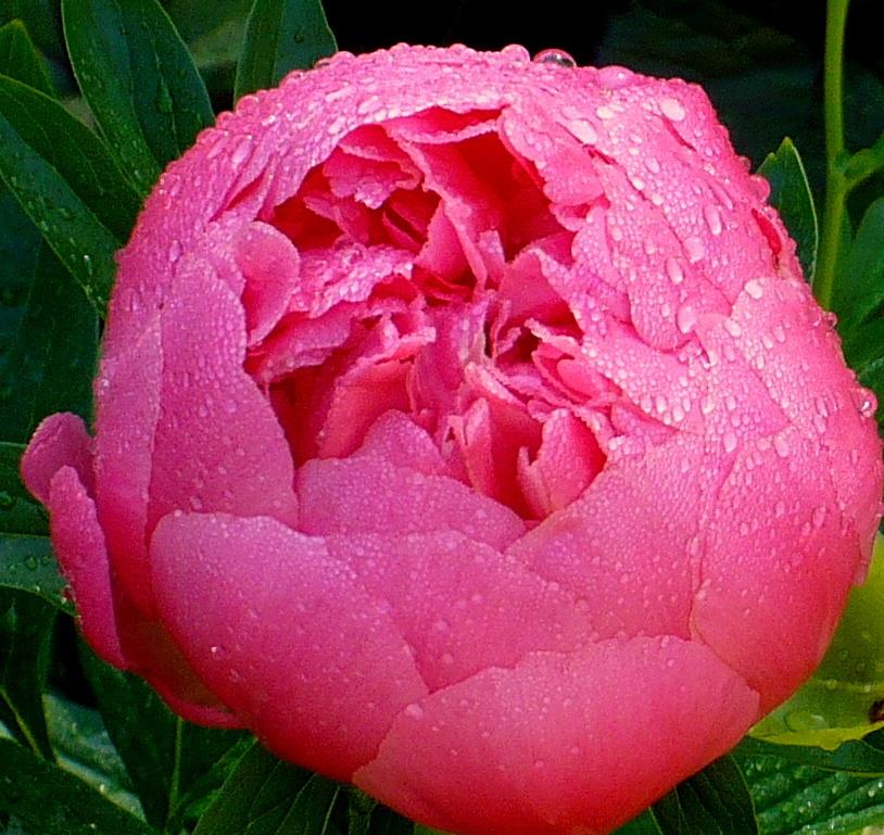 Photo of Garden Peony (Paeonia 'Coral Charm') uploaded by HemNorth