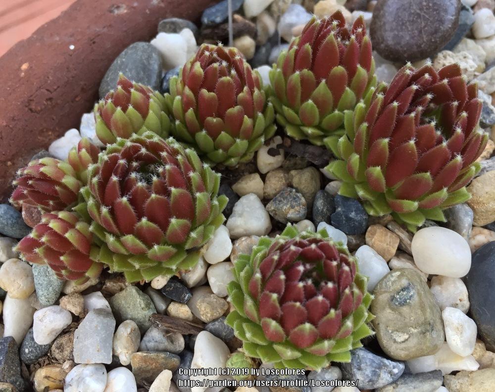 Photo of Hen and Chicks (Sempervivum 'Anne Marie') uploaded by Loscolores