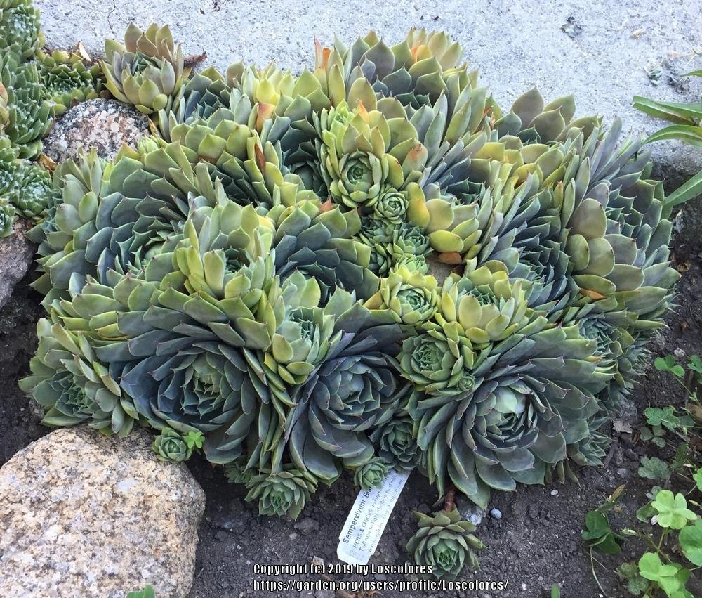 Photo of Hen and Chicks (Sempervivum 'Blue Boy') uploaded by Loscolores