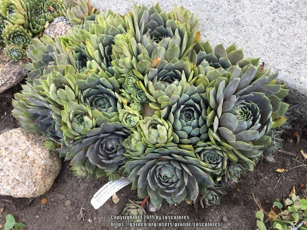 Photo of Hen and Chicks (Sempervivum 'Blue Boy') uploaded by Loscolores