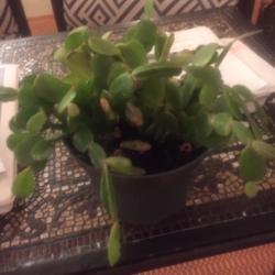 Location: Denver, CO
Date: 2019-01-06
Looking for identification and care instructions for blooming.  B