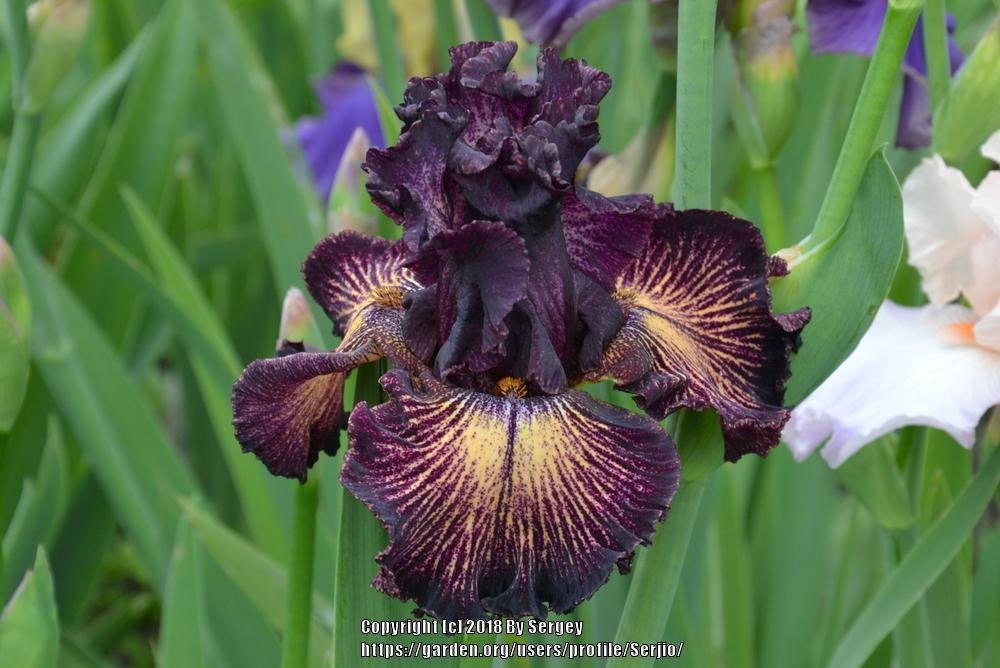 Photo of Tall Bearded Iris (Iris 'Drama Queen') uploaded by Serjio