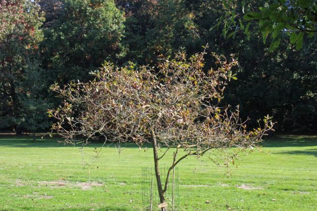 Photo of Gambel Oak (Quercus gambelii) uploaded by RuuddeBlock