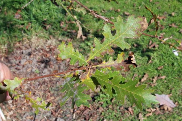 Photo of Gambel Oak (Quercus gambelii) uploaded by RuuddeBlock