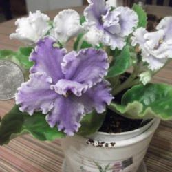 Location: tabbycat's house plant
Date: 2018-11-06
Blooms darken as they open