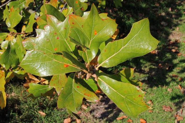 Photo of Blackjack Oak (Quercus marilandica) uploaded by RuuddeBlock