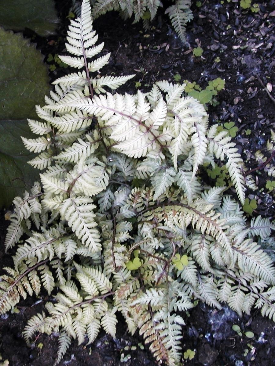 Photo of Japanese Painted Fern (Anisocampium niponicum) uploaded by lauribob