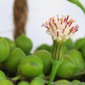 Closeup of Curio rowleyanus in Bloom