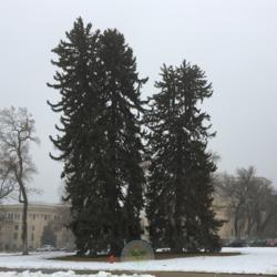 Location: University of Utah, Salt Lake City, Utah, United States
Date: 2019-01-11
Very old trees. Both would go on to be toppled by the September 2
