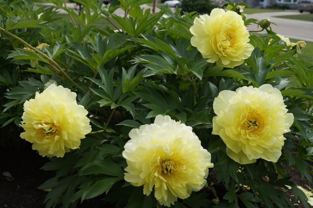 Photo of Intersectional Peony (Paeonia Yumi™) uploaded by NMay