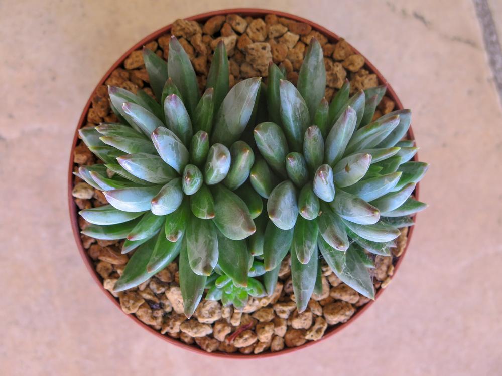 Photo of Pachyveria (XPachyveria 'Little Jewel') uploaded by Baja_Costero