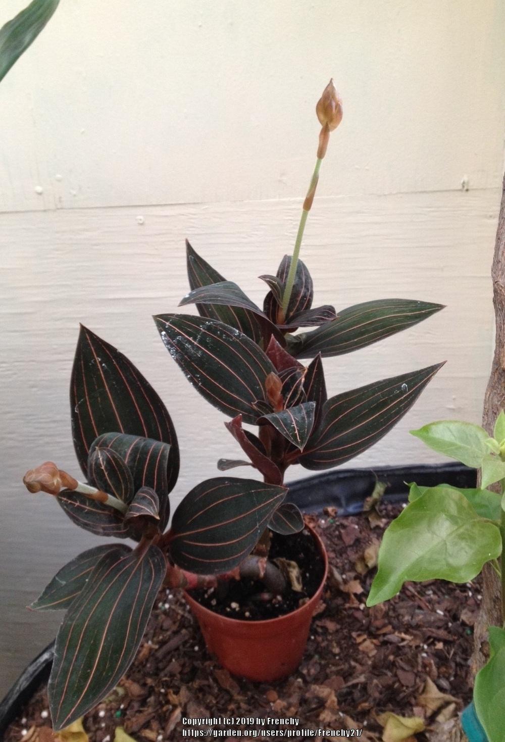 Photo of Jewel Orchid (Ludisia discolor) uploaded by Frenchy21