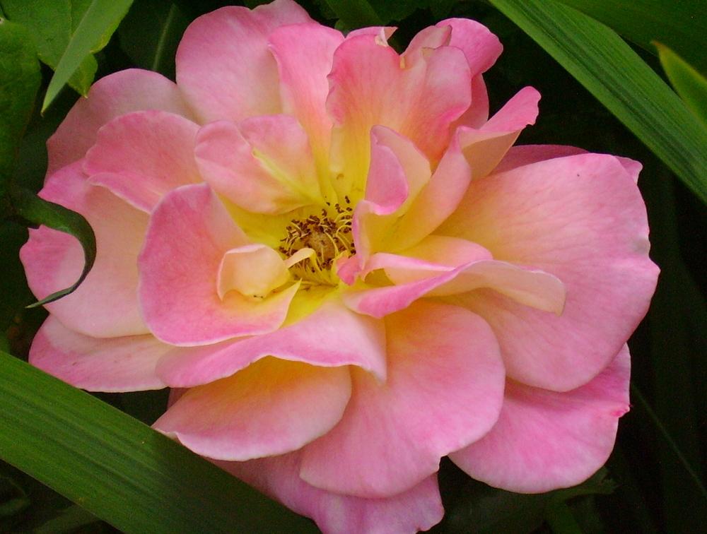 Photo of Hybrid Tea Rose (Rosa 'Peace') uploaded by HemNorth