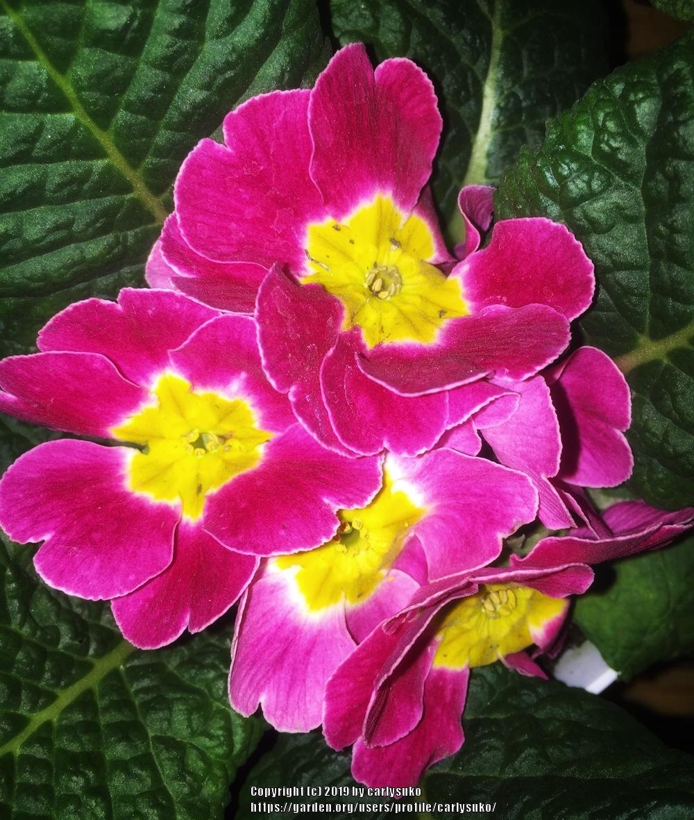 Photo of Primroses (Primula) uploaded by carlysuko