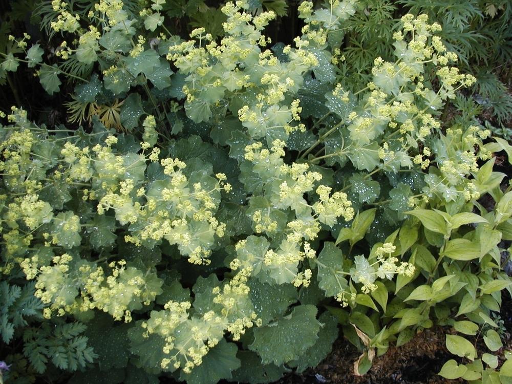 Photo of Lady's Mantle (Alchemilla mollis) uploaded by lauribob