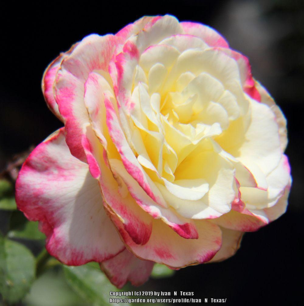Photo of Hybrid Tea Rose (Rosa 'Double Delight') uploaded by Ivan_N_Texas