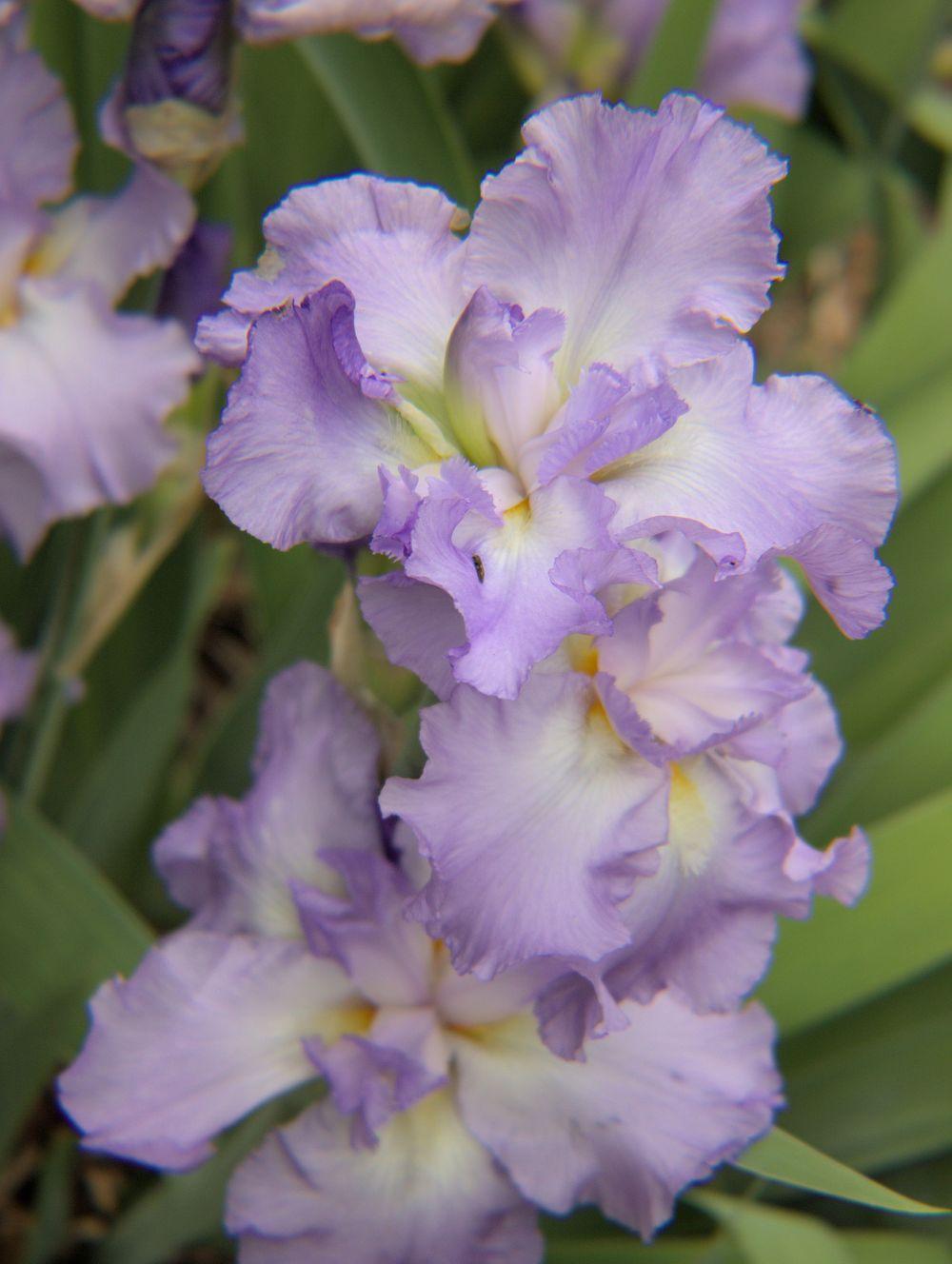 Photo of Tall Bearded Iris (Iris 'Six Pack') uploaded by Ivan_N_Tx