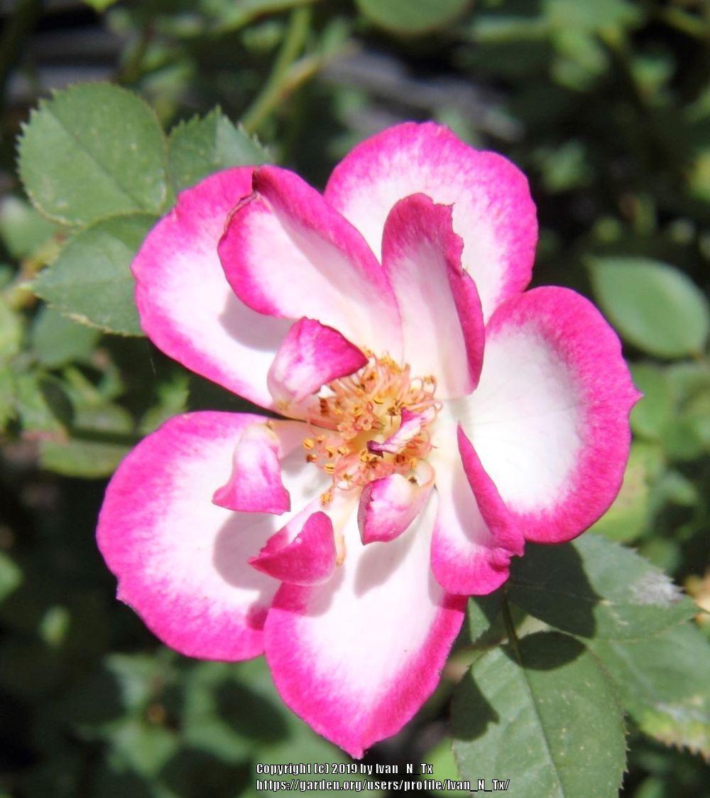 Photo of Rose (Rosa 'Hula Hoop') uploaded by Ivan_N_Tx