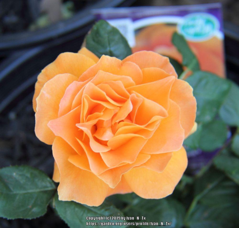 Photo of Rose (Rosa 'Vavoom') uploaded by Ivan_N_Tx
