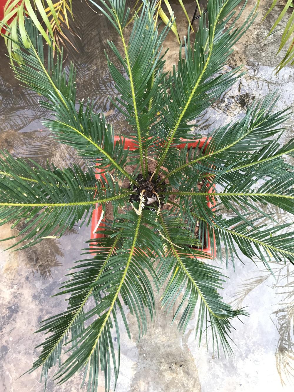 Photo of Sago Palm (Cycas revoluta) uploaded by queen1694