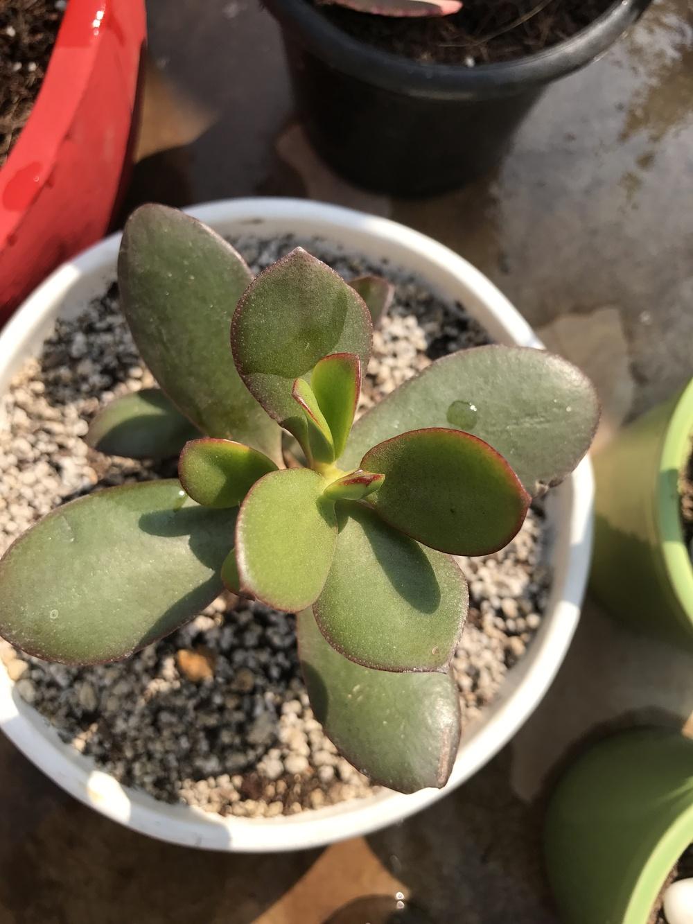 Photo of Jade Plant (Crassula ovata) uploaded by queen1694
