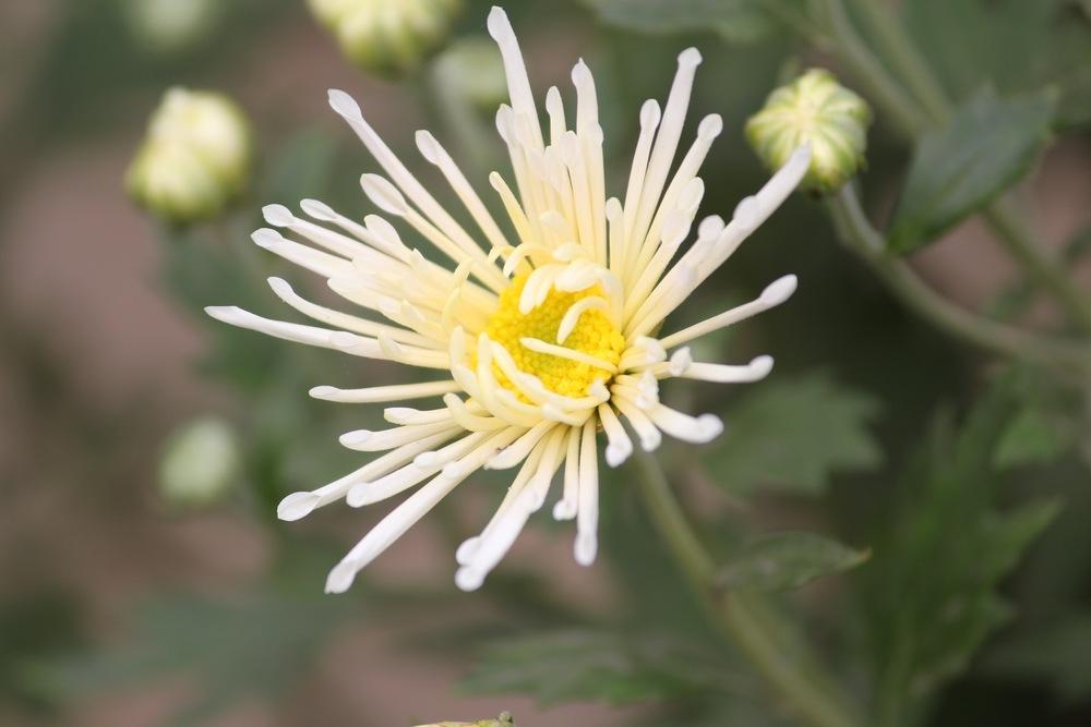 Photo of Chrysanthemum uploaded by queen1694