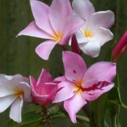Location: My greenhouse, Florida
Date: 4000-01-15
This Plumeria can have a mix of color break and non-color break f