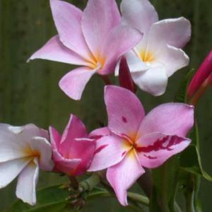 This Plumeria can have a mix of color break and non-color break f