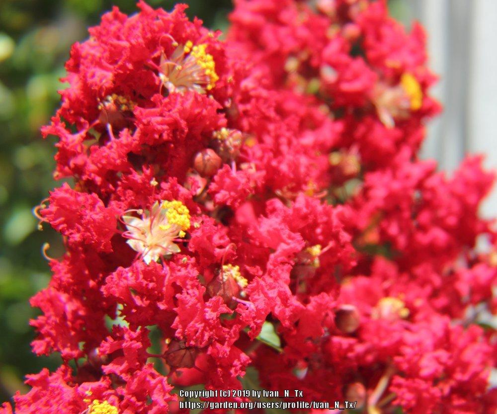 Photo of Crepe Myrtle (Lagerstroemia indica Dynamite®) uploaded by Ivan_N_Tx